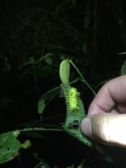 Euclea distrahens