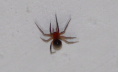 Araneae