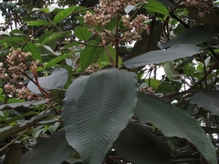 Miconia bubalina