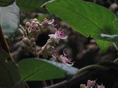 Miconia bubalina
