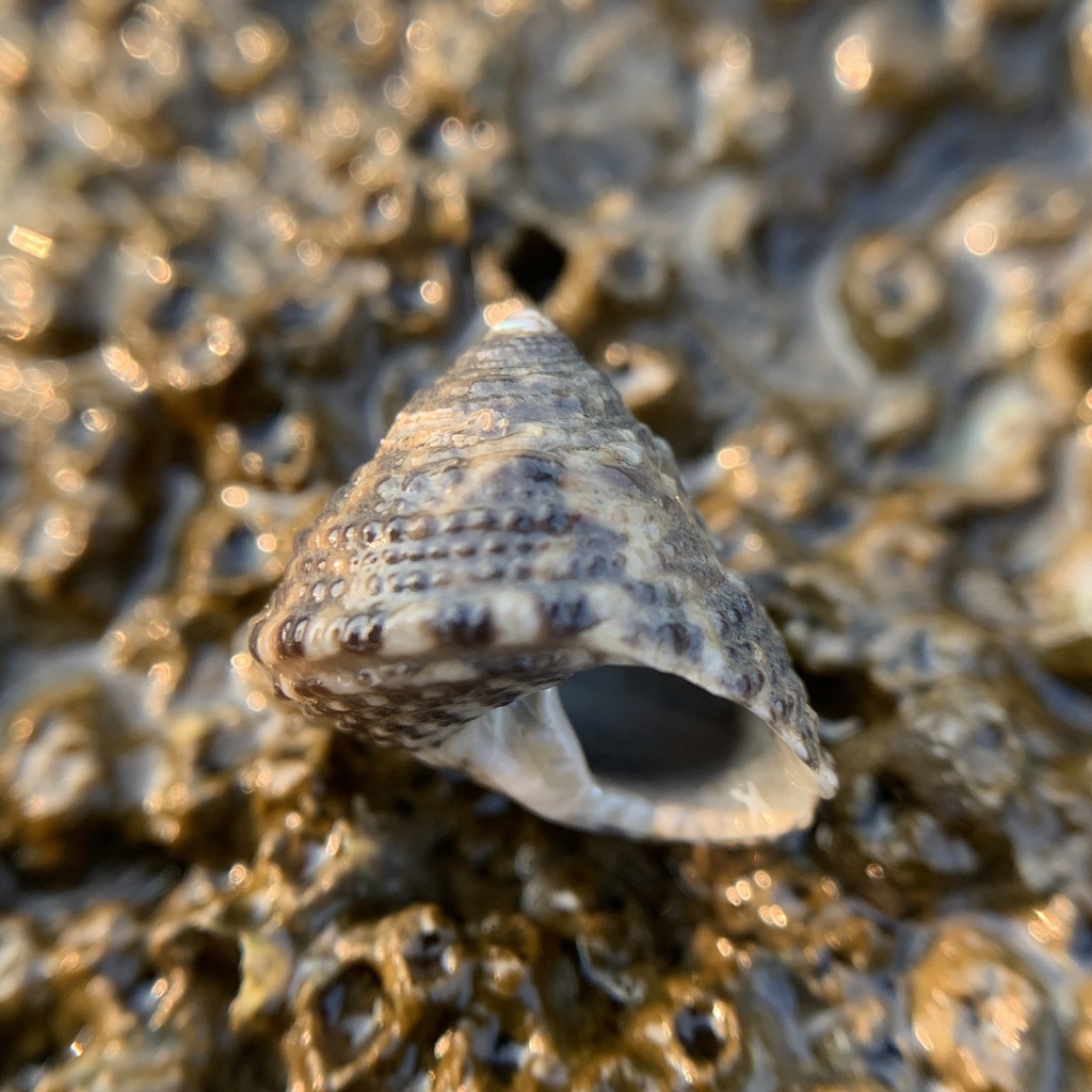 Clanculus scabrosus