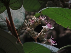 Miconia bubalina