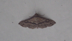 Lepidoptera
