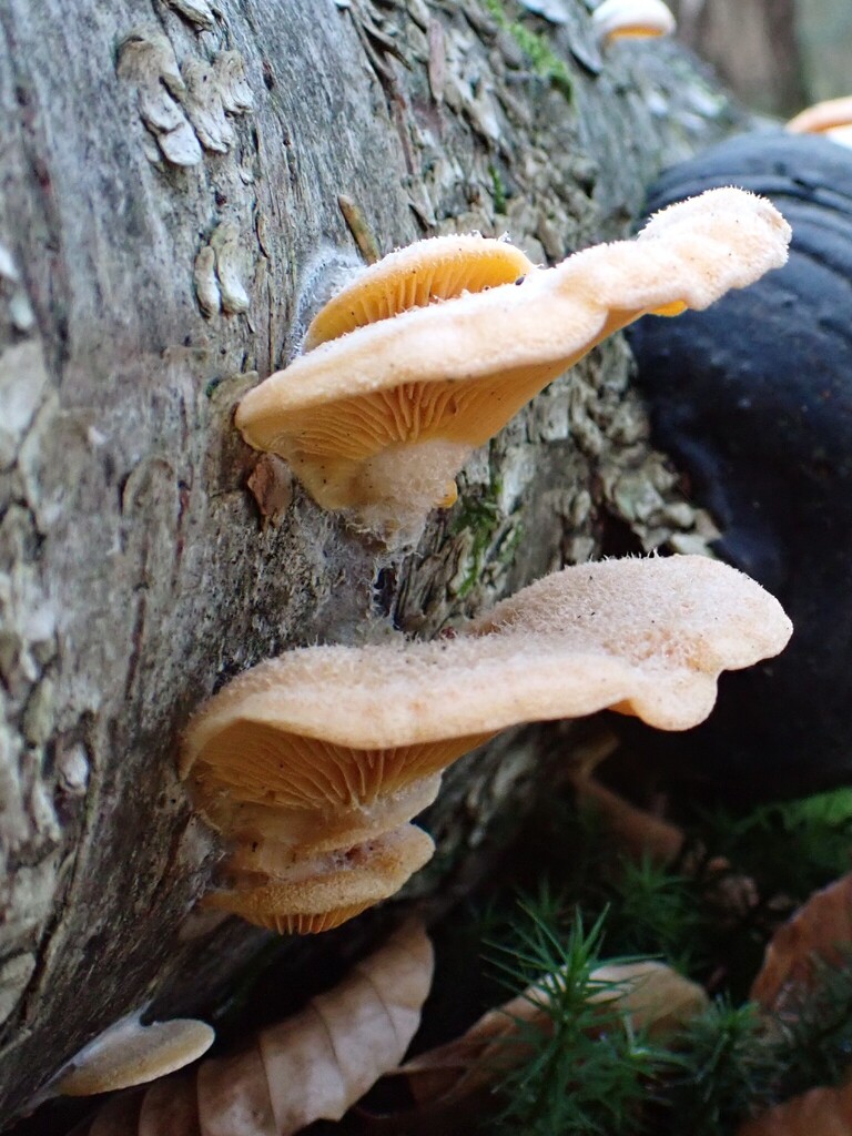 Phyllotopsis nidulans · January 2026 · photo: © anita712 (iNaturalist, cc0)