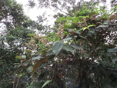 Miconia bubalina