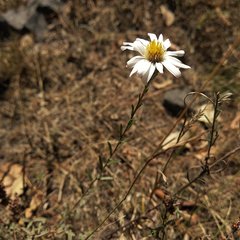 Symphyotrichum moranense
