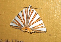 Pityeja histrionaria
