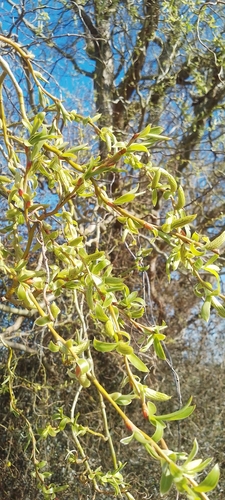 Salix matsudana iNat (3)