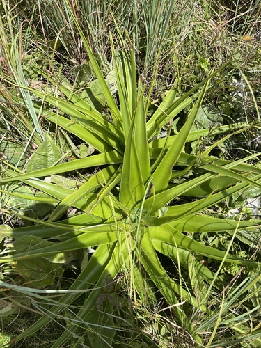 Giant Crassula (Crassula acinaciformis)