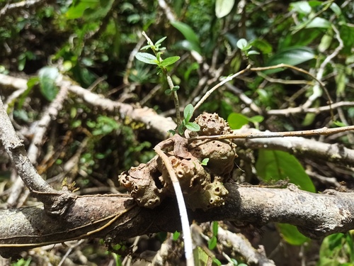 Hydnophytum observed 2026-03-17
