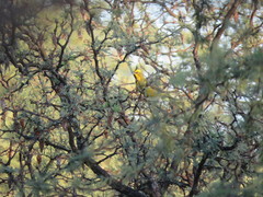 Gubernatrix cristata