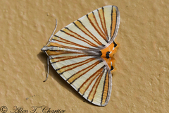 Pityeja histrionaria