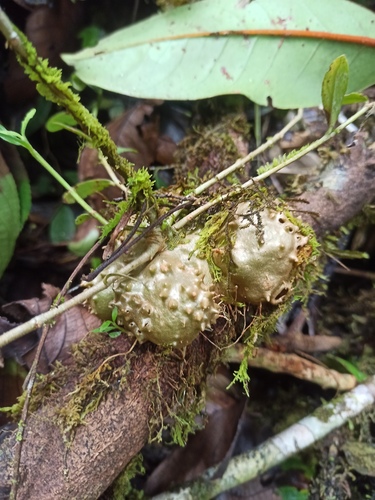 Hydnophytum observed 2026-03-17