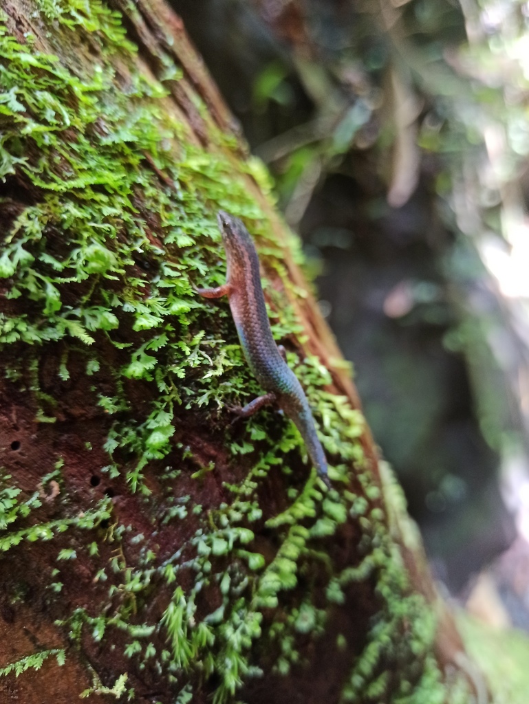 Lygisaurus novaeguineae (Lygisaurus novaeguineae)