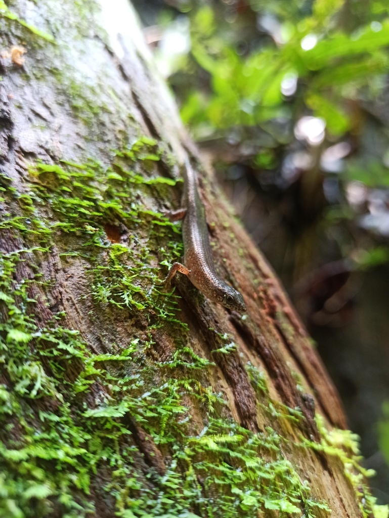 New Guinea Four-fingered Skink (Lygisaurus novaeguineae)