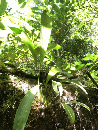 Coelogyne asperata observed 2026-03-17