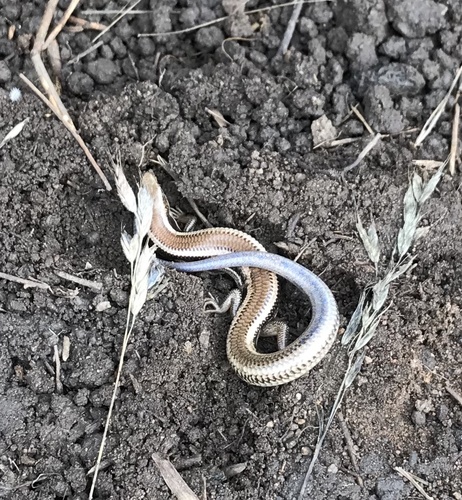 iNaturalist observation photo of Western Skink