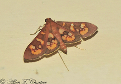 Prenesta fenestrinalis