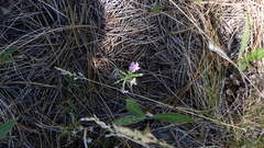 Phlox woodhousei