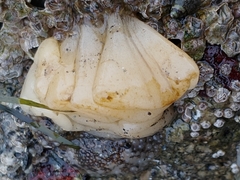 Onchidoris bilamellata