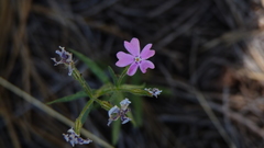 Phlox woodhousei