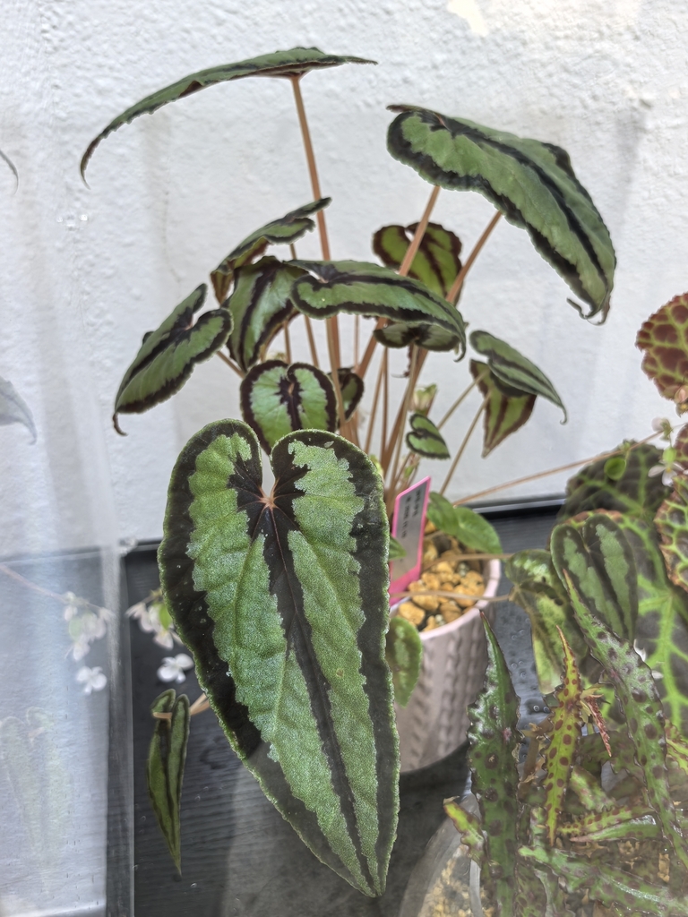 Begonia dinhdui