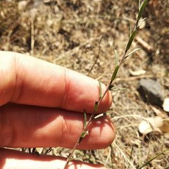Symphyotrichum moranense
