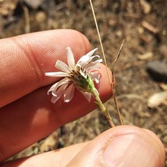 Symphyotrichum moranense