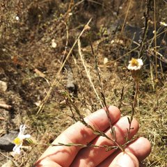 Symphyotrichum moranense