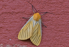 Pseudischnocampa striata