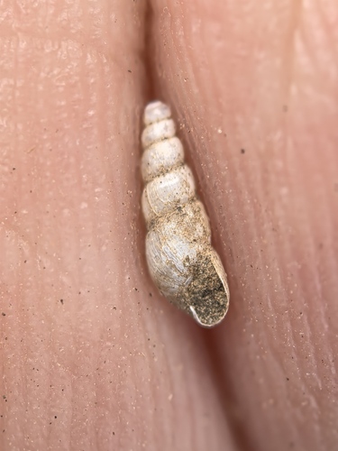 Opeas observed 2026-03-17