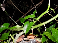 Philodendron jacquinii