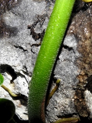 Philodendron jacquinii