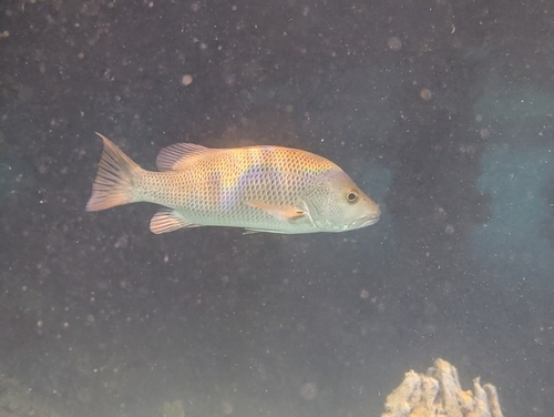 Lutjanus argentimaculatus