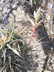 Tillandsia bourgaei