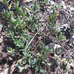 Crotalaria rotundifolia