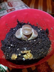 Lithops