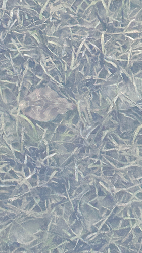 Southern Fiddler