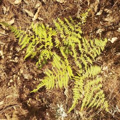 Pteridium aquilinum feei