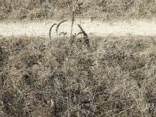 Image of Agalinis densiflora by (c) Sam Kieschnick, some rights reserved (CC BY)