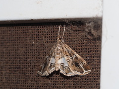 Paracymoriza vagalis