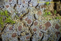 Fuscopannaria praetermissa