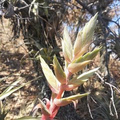 Tillandsia bourgaei