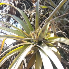 Tillandsia bourgaei