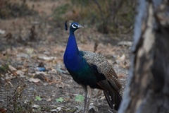 Pavo cristatus