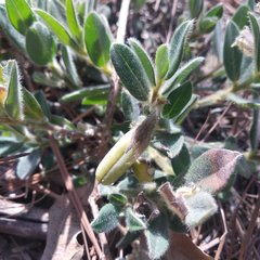 Crotalaria rotundifolia