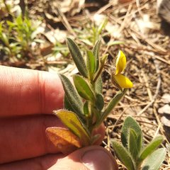 Crotalaria rotundifolia