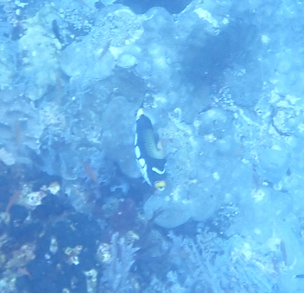 Clown triggerfish