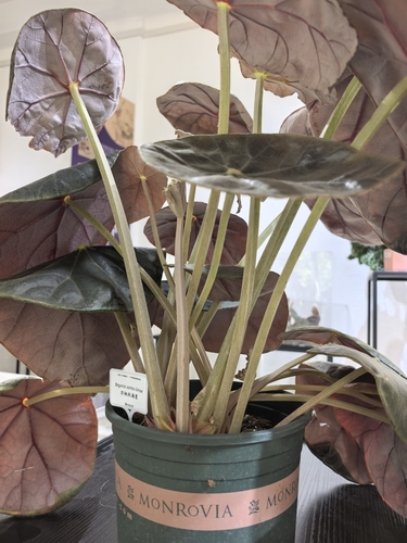 Begonia santos-limae