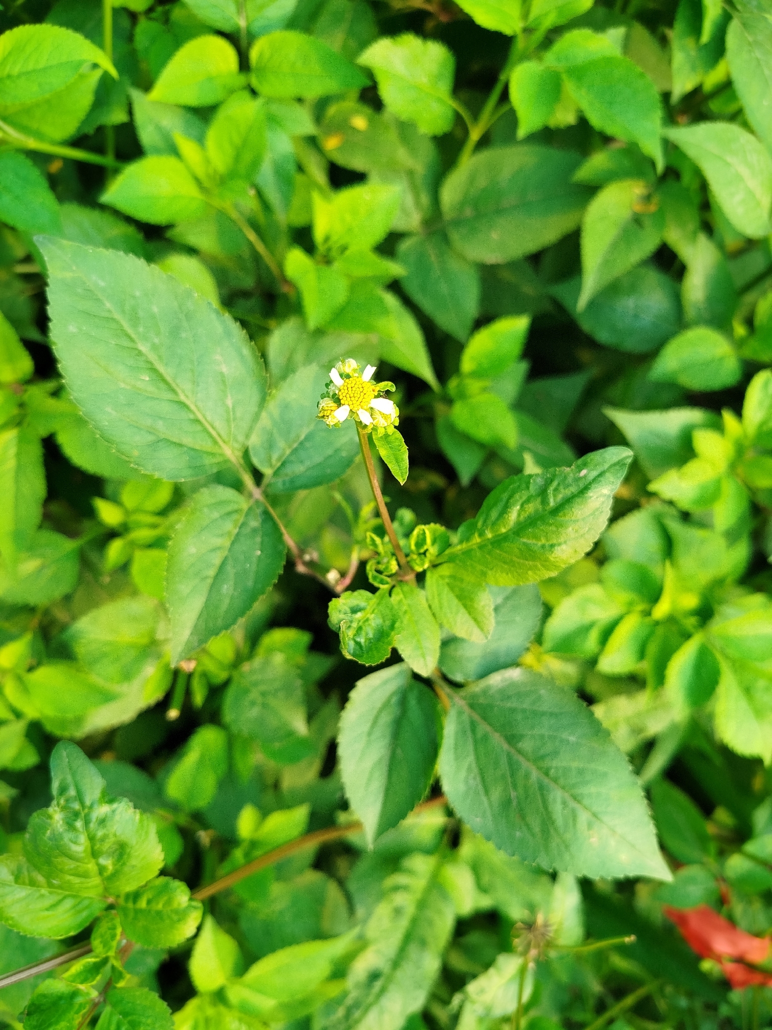 Bidens pilosa (Bidens pilosa)